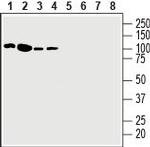 EphA3 (extracellular) Antibody in Western Blot (WB)