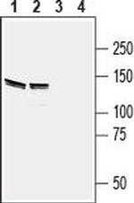 EphB4 (extracellular) Antibody in Western Blot (WB)