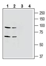 EphA4 (extracellular) Antibody in Western Blot (WB)