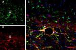 GFAP Antibody in Immunohistochemistry (Frozen) (IHC (F))