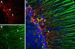 GFAP Antibody in Immunohistochemistry (Frozen) (IHC (F))