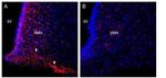 GPR120/FFAR4 (extracellular) Antibody in Immunohistochemistry (Frozen) (IHC (F))