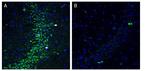 SLC19A1/RFC1 (extracellular) Antibody in Immunohistochemistry (Frozen) (IHC (F))