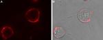 GABA(A) alpha 1 Receptor (extracellular) Antibody in Immunocytochemistry (ICC/IF)