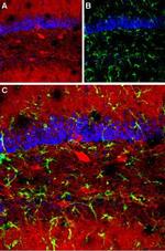 GABA(A) alpha 1 Receptor (extracellular) Antibody in Immunohistochemistry (IHC)