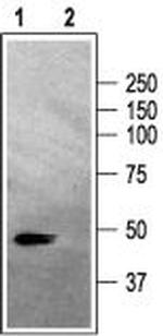 GABA(A) alpha 2 Receptor Antibody in Western Blot (WB)