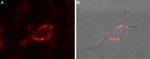 GABA(A) theta Receptor (GABRQ) (extracellular) Antibody in Immunocytochemistry (ICC/IF)