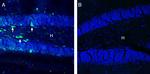 GABA(A) pi Receptor (extracellular) Antibody in Immunohistochemistry (Frozen) (IHC (F))