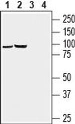 GABA(A) pi Receptor (extracellular) Antibody in Western Blot (WB)