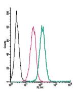 GABA(B) Receptor 1 (extracellular) Antibody in Flow Cytometry (Flow)