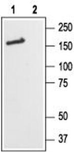 NMDAR2B (GluN2B) (extracellular) Antibody in Western Blot (WB)