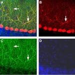 GluR2 (GluA2) (extracellular) Antibody in Immunohistochemistry (IHC)