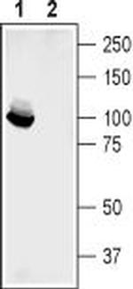 GluR2 (GluA2) (extracellular) Antibody in Western Blot (WB)