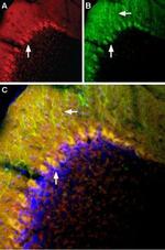 mGluR1 (extracellular) Antibody in Immunohistochemistry (Frozen) (IHC (F))