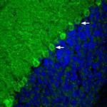 mGluR1 (extracellular) Antibody in Immunohistochemistry (Frozen) (IHC (F))