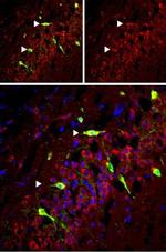 mGluR5 (extracellular) Antibody in Immunohistochemistry (Frozen) (IHC (F))