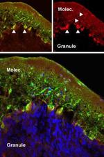 mGluR5 (extracellular) Antibody in Immunohistochemistry (Frozen) (IHC (F))