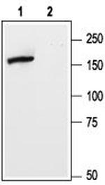 mGluR5 (extracellular) Antibody in Western Blot (WB)