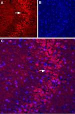 mGluR5 (extracellular) Antibody in Immunohistochemistry (Frozen) (IHC (F))