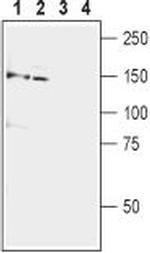 mGluR5 (extracellular) Antibody in Western Blot (WB)