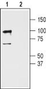 GluR3 (GluA3) (extracellular) Antibody in Western Blot (WB)