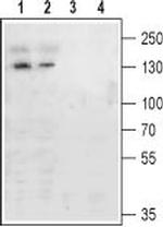 mGluR4 (extracellular) Antibody in Western Blot (WB)