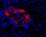 NMDAR2C (GRIN2C) (extracellular) Antibody in Immunohistochemistry (Paraffin) (IHC (P))