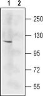 NMDAR2C (GRIN2C) (extracellular) Antibody in Western Blot (WB)