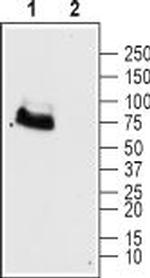 mGluR6 (extracellular) Antibody in Western Blot (WB)