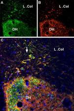 VGLUT2 Antibody in Immunohistochemistry (Frozen) (IHC (F))