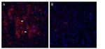 VGLUT2 Antibody in Immunohistochemistry (Frozen) (IHC (F))