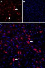 GRIK4 (KA1) (extracellular) Antibody in Immunohistochemistry (Frozen) (IHC (F))