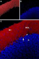 Glycine Receptor alpha 1 Antibody in Immunohistochemistry (IHC)