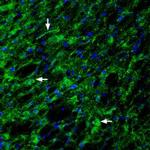 GLP1R (extracellular) Antibody in Immunohistochemistry (Paraffin) (IHC (P))