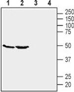 GPR39 (extracellular) Antibody in Western Blot (WB)