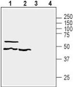 GPR39 (extracellular) Antibody in Western Blot (WB)