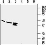 GPR132/G2A (extracellular) Antibody in Western Blot (WB)