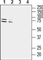 GPR37 (extracellular) Antibody in Western Blot (WB)