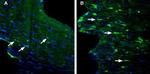 GPR84 (extracellular) Antibody in Immunohistochemistry (Frozen) (IHC (F))