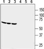 GPR84 (extracellular) Antibody in Western Blot (WB)