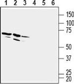 GPR84 (extracellular) Antibody in Western Blot (WB)