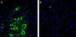 GPR97 (ADGRG3) (extracellular) Antibody in Immunohistochemistry (Frozen) (IHC (F))