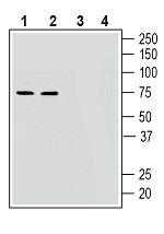 GPR52 Antibody in Western Blot (WB)