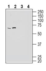 GPR50 Antibody in Western Blot (WB)