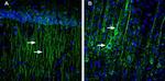 SLC6A8 Antibody in Immunohistochemistry (Frozen) (IHC (F))