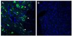 SLC6A15 Antibody in Immunohistochemistry (Frozen) (IHC (F))