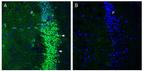 SLC6A15 Antibody in Immunohistochemistry (Frozen) (IHC (F))