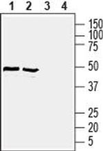 GLUT1 (extracellular) Antibody in Western Blot (WB)