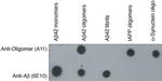 Oligomer A11 Antibody in Western Blot (WB)