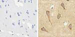 Tau (Cleaved Asp421, Asp422) Antibody in Immunohistochemistry (Paraffin) (IHC (P))